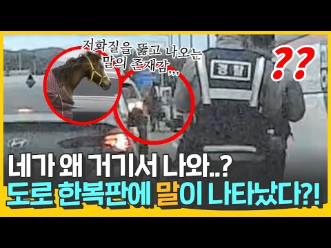 &amp;quot;네가 왜 거기서 나와...?&amp;quot; 도로 한복판에 말이 나타났다!!!