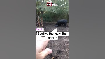 Scotty the new Bull part 2 #farmer #cow #bull #farming #farm