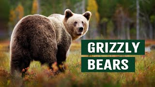 Are Grizzly Bears Becoming Dangerous Garbage Bears? | Apex Predators