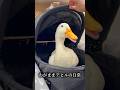 わがままアヒルの日常