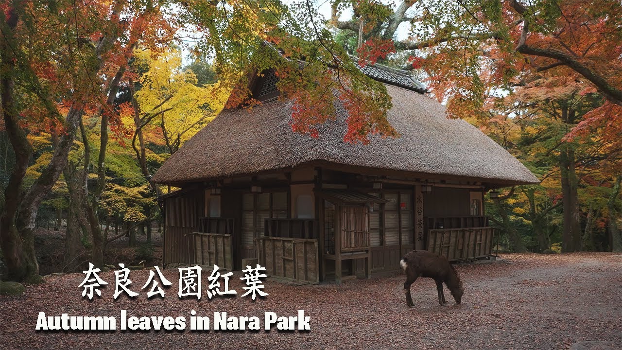 奈良公園紅葉2023🍁 | 大仏池 | 水谷茶屋 | 浮見堂 | TAMRON 17-50mm