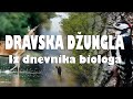 Iz dnevnika biologa: Poplavna dravska džungla