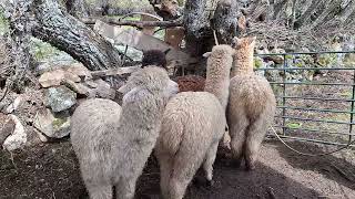Alapcas de Gredos: May Day Harness Training for Our Cria