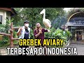 GREBEK AVIARY TERLENGKAP & TERBESAR DI INDONESIA -  ADA PELICAN SATU SATUNYA DI DUNIA!!