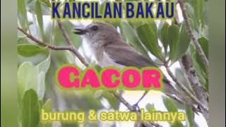 the sound of the mangrove whistler bird chirping sweetly calling other birds