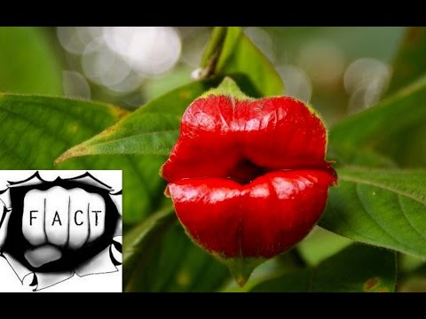 Top 10 Most Beautiful But Strange Flowers