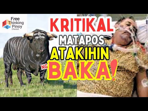 Bakit Mas Delikado ang BAKA kesa sa PATING | Dangerous Cow Encounter