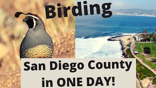 Birding San Diego County in One Day - Big Spring Migration - Desert to the Coast