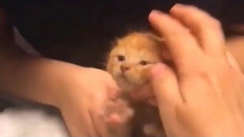 Removing Botfly From A Poor Kitten