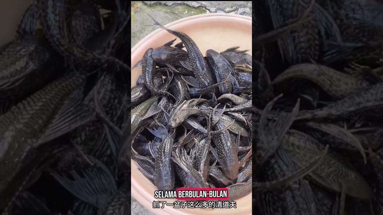 ikan zombie #bahasyuk #shorts