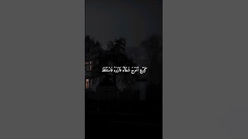 سورة الفتح آية 29 | وصف النبي ﷺ وأصحابه الكرام _قارئ القران عبدالرحمن السديس