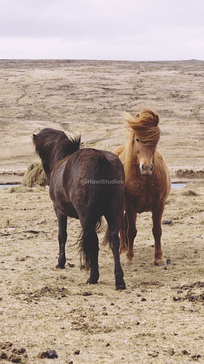 Horses on a windy day #nature #wildlife #horse #windy #circle #ranch HA95767