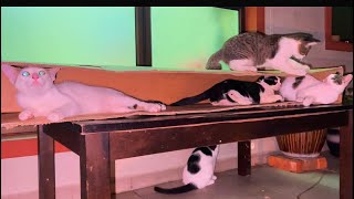 Cute Kitten and Funny Cats playing in the middle of the night  #video #funny #cute #cat by Brunei Cat Lovers 191 views 1 year ago 1 minute, 21 seconds
