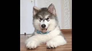 Cute dog Gif