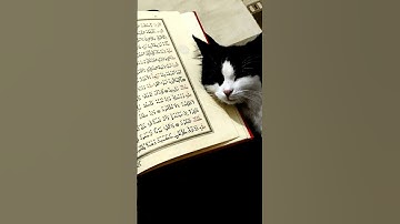 #egzonibrahimi#سورة_الإخلاص #ikhlas#quran#love #lifeisbutadream#religiousquotes #duet #islamicquotes