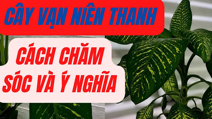 Cây vạn niên thanh giá bao nhiêu