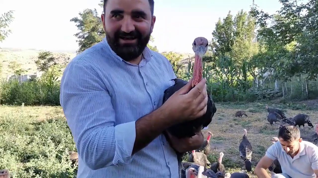 Hindi Yetiştiriciliği Hakkında Bilgiler/ Bu İşte Para Var mı? /American bronze turkey breeding