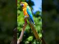 Parrot Sounds &amp; Bird Songs in Central America Rainforest for Sleep, Study, and Relaxation