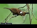 Tembakan Cililin Gacor Rapat Ngotot Joss Cocok Untuk Masteran Semua Burung Mp3 - Mp4 Download