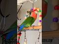 #ショートバージョン　インコちゃんが病気を隠す方法～三選～　 #セキセイインコ #コザクラインコ