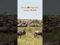 #kenya #travel Kenya 🇰🇪 migration season🔥 migration season