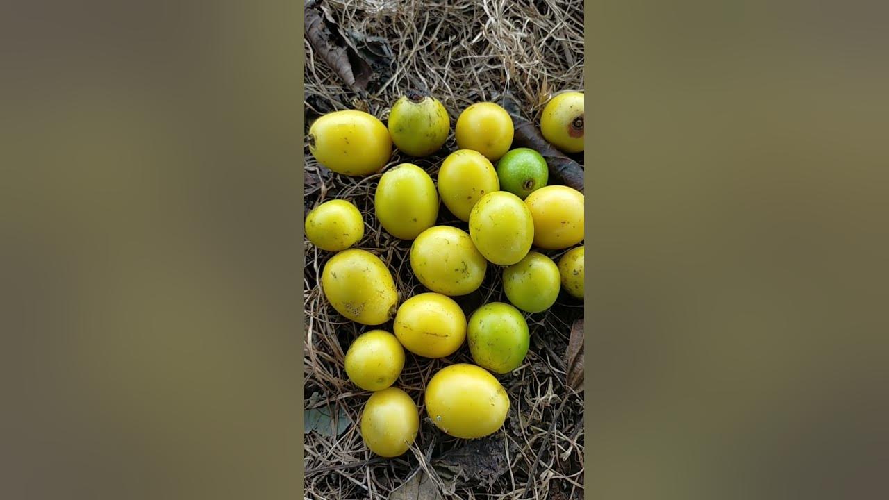 GMELINA FRUITS YouTube