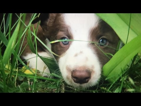 Video: Cara Membeli Anak Anjing Collie