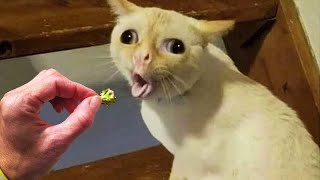 Cute cats  Funny cats  Cat Videos Compilation Funniest Cats Animal