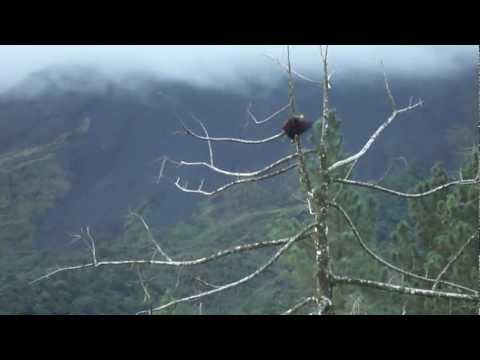 Vidéo: Observation D'oiseaux Dans La Péninsule D'Osa, Costa Rica - Réseau Matador