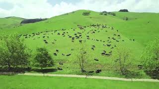 Коровы в природе