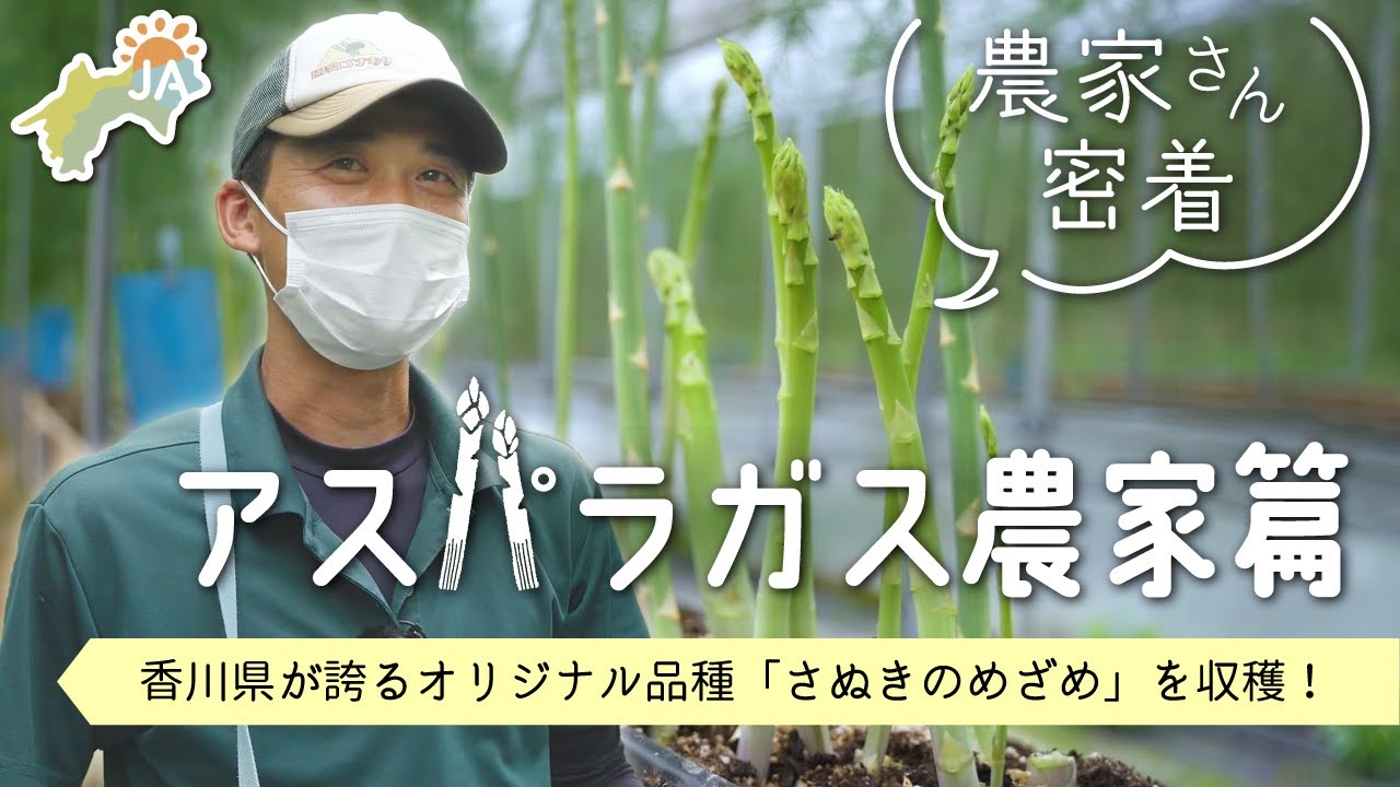 【生産者密着！】アスパラガス農家篇～香川特産！さぬきのめざめを収穫～