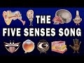 Anatomy and Sensory Systems Quiz
