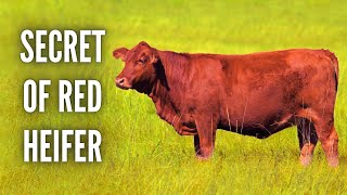 The Secret of the Red Cow: Understanding Temptation