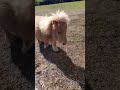 Toffee Zooming ЁЯШВ Equestrian Love Equine Beautiful Canter Welshpony Shetland Wednesday Trot Toffee Zooming ЁЯШВ Equestrian Love Equine Beautiful Canter Welshpony Shetland Wednesday Trot