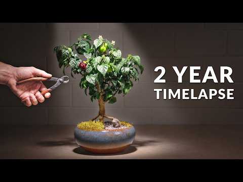 I Grew a Bonsai Tree From Seed