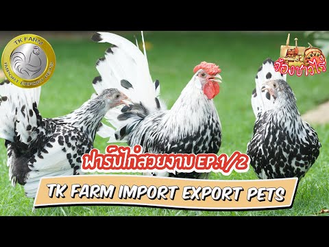TK-Farm-Import-Export-Pets-ไก่