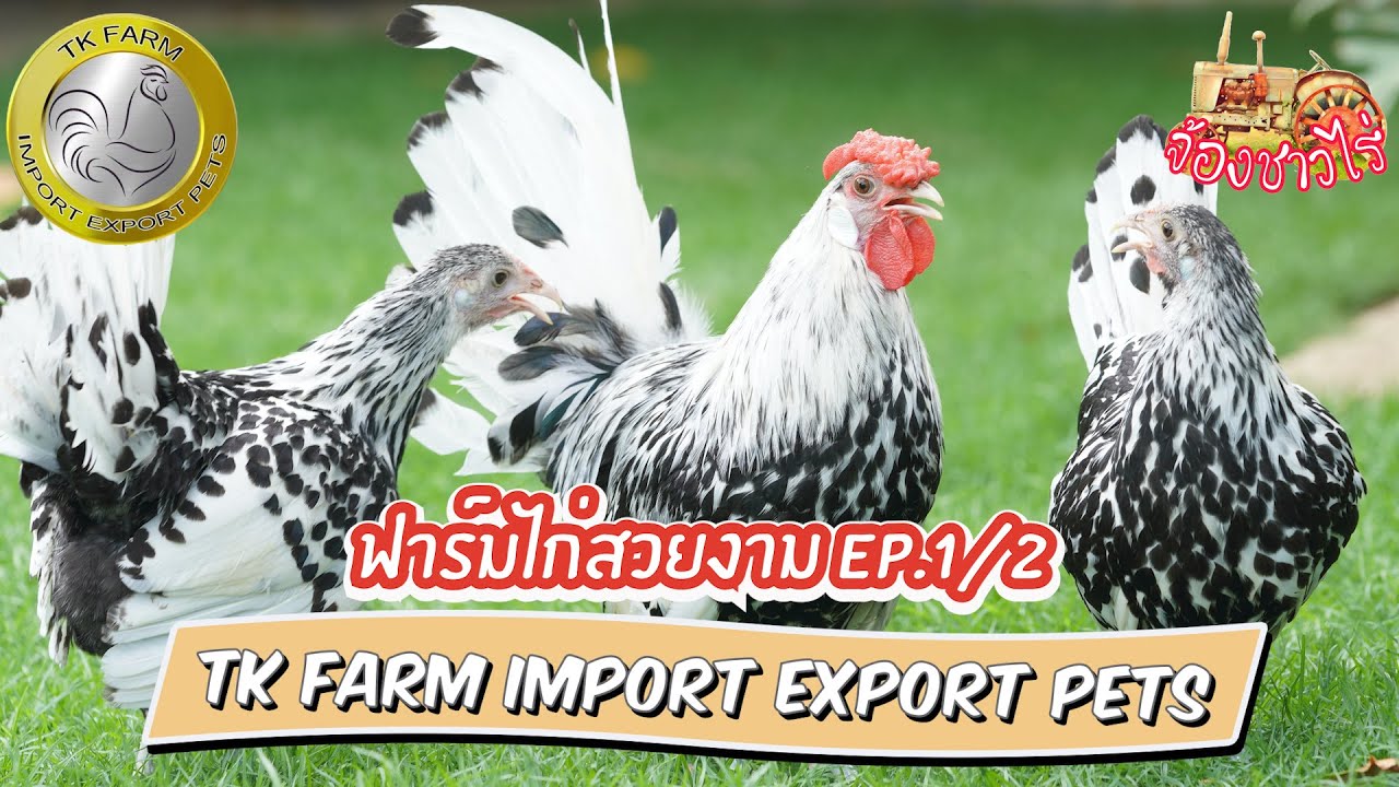 TK Farm Import Export Pets ไก่สวยงามหลากหลายพันธุ์ EP. 1/2