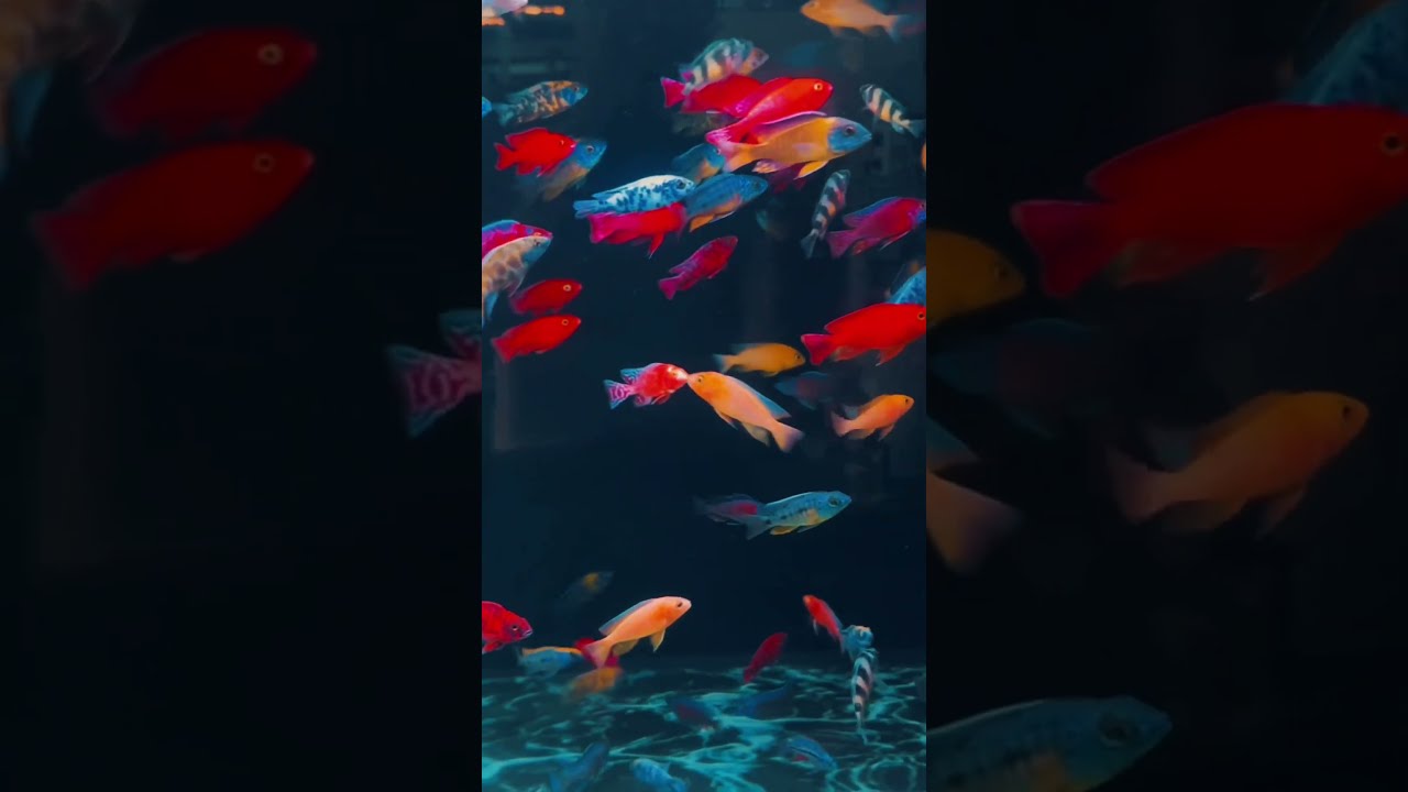 Vẻ đẹp mê hồn của cá ali Thái #ali #cichlid | Trại Cá Ali Thái - youtube