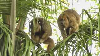Howlers in June