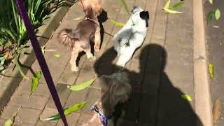 Three Yorkshire terrier puppies going for a walk by The Dogs World 30 views 3 months ago 2 minutes, 47 seconds