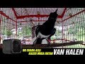 Berita KONSLET : Terekam GOPRO Suara Kacer Muda Hutan VAN HALEN Ngeplong Mp3