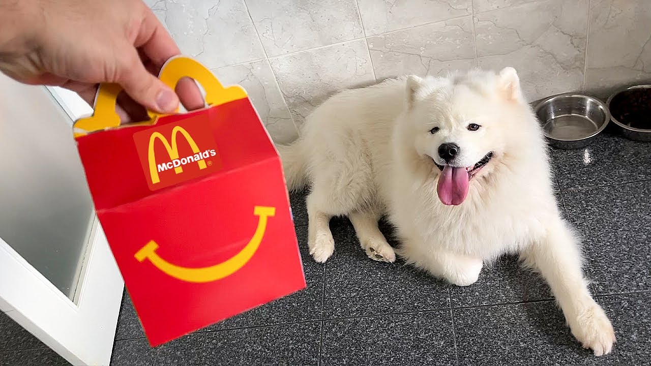 O meu cão comeu MC DONALDS pela PRIMEIRA VEZ !