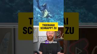 Tigerhai schnappt zu 😯 | RasasWelt @rasaswelt