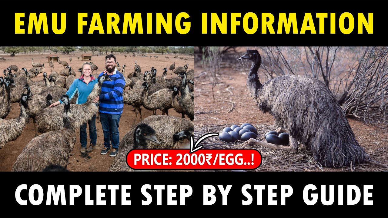 Emu Bird Farming | How To Start Emu Farming Business - Youtube