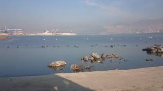 İzmir Alsancak liman bölgesi kuşları Kara meke,  flamingo lar