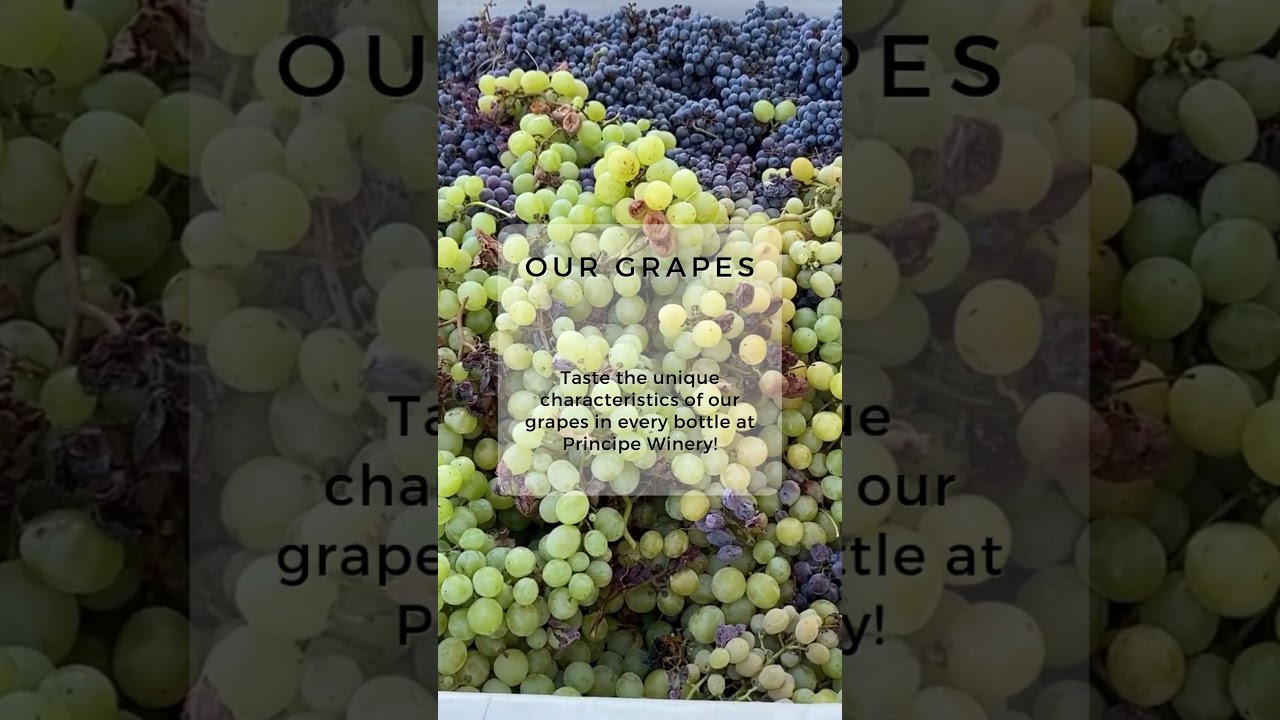 A Close Look at Our Vineyard Grapes