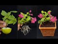 Pentas propagation from cuttings how to grow cuttings from pentas plantpentas flower