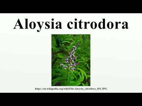 Aloysia citrodora - Wikipedia