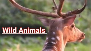4k wild animal  video | animal cams | livestream animals ,bird live safari video ,jungle