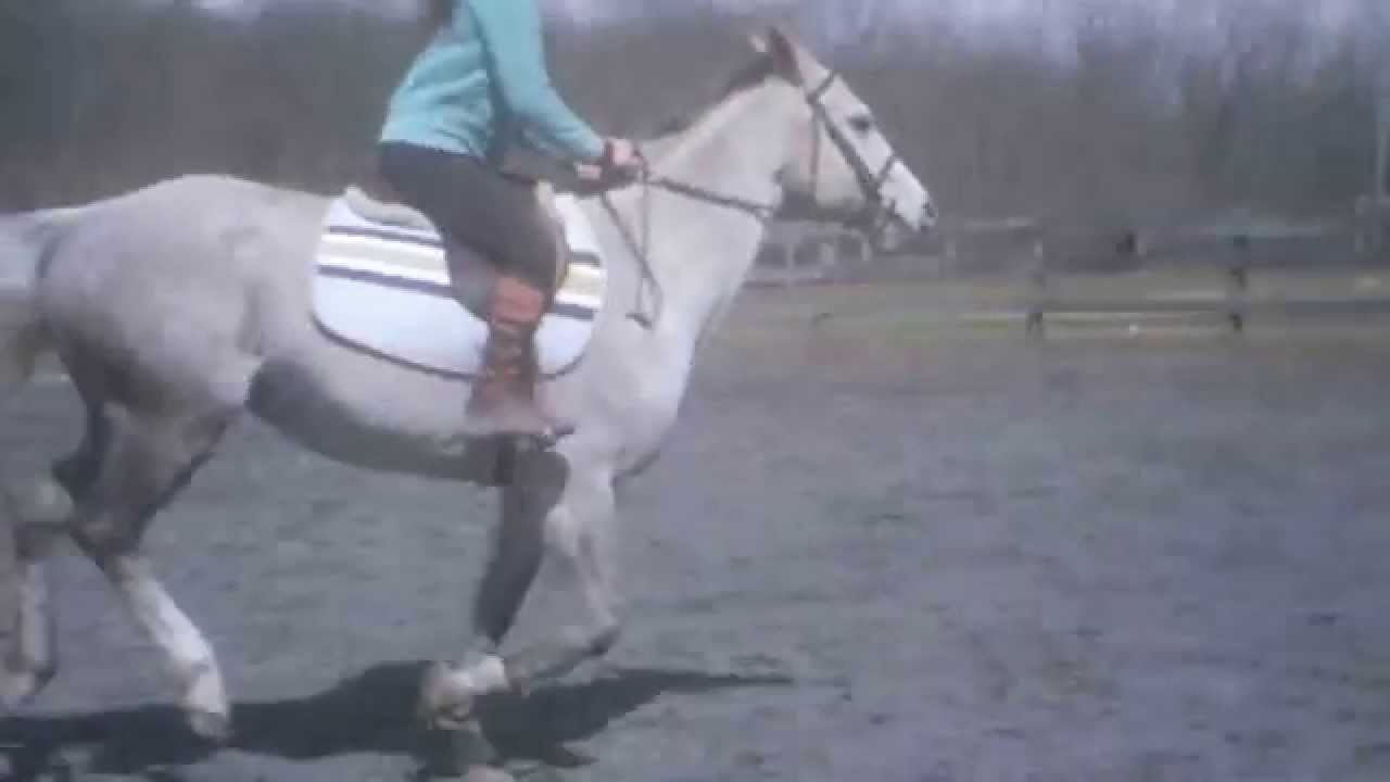 For Sale Dixie (Cantering/Lead Changes) YouTube